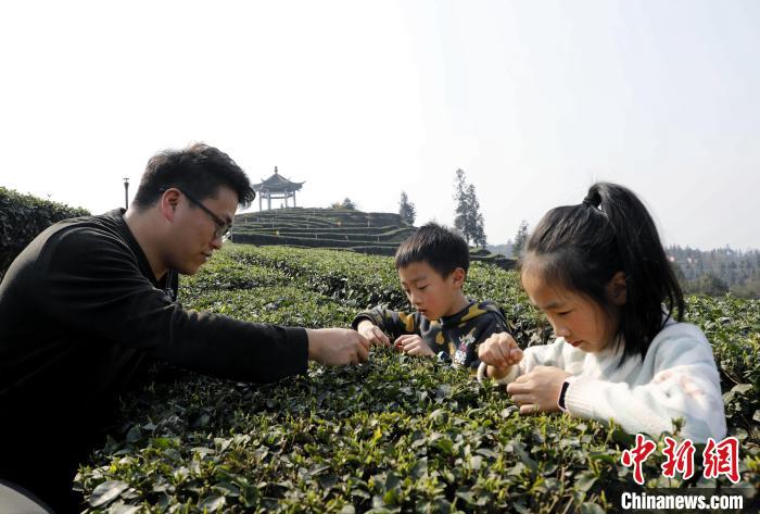 網上投注：四川納谿：雨水時節採茶忙