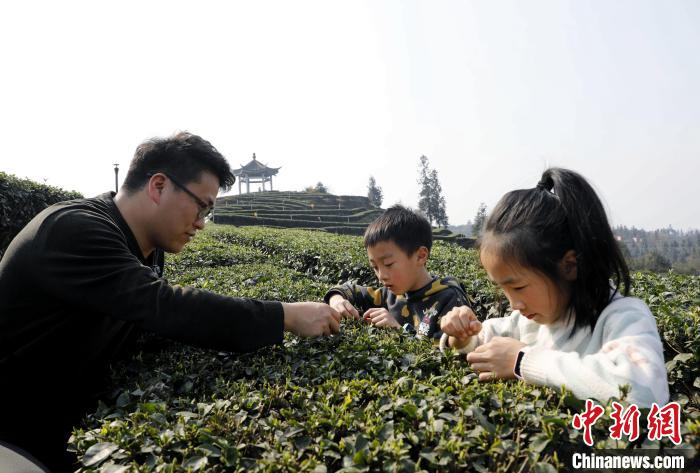 網上投注：四川納谿：雨水時節採茶忙