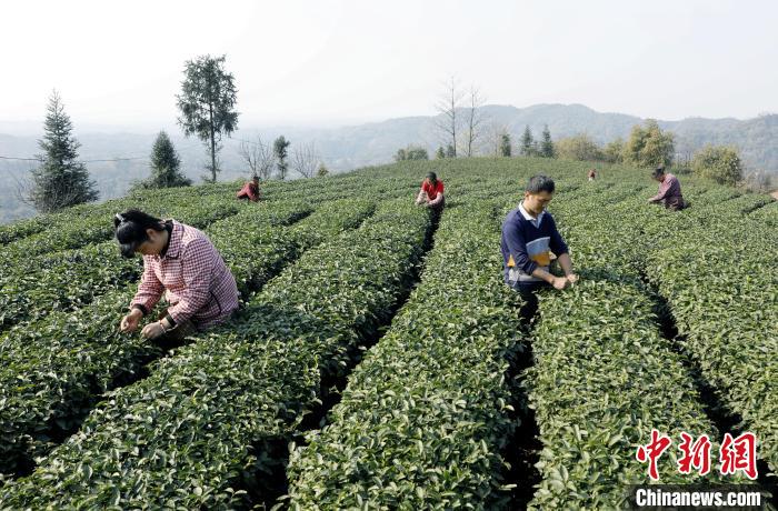 網上投注：四川納谿：雨水時節採茶忙