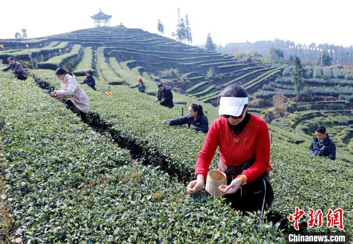 網上投注：四川納谿：雨水時節採茶忙