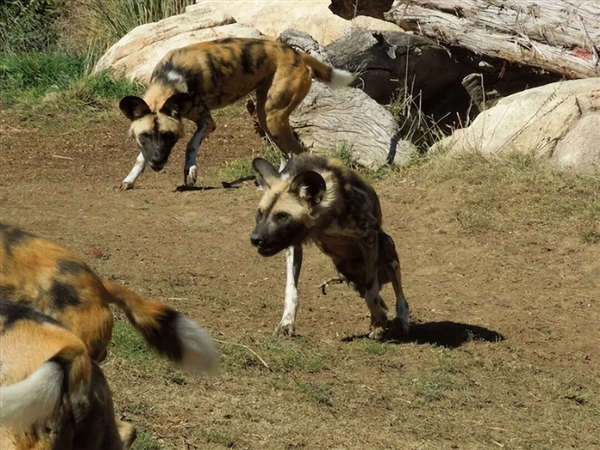 賭波:“海盜蜥蜴”衹靠三條腿闖蕩世界 斷肢後依舊行動敏捷